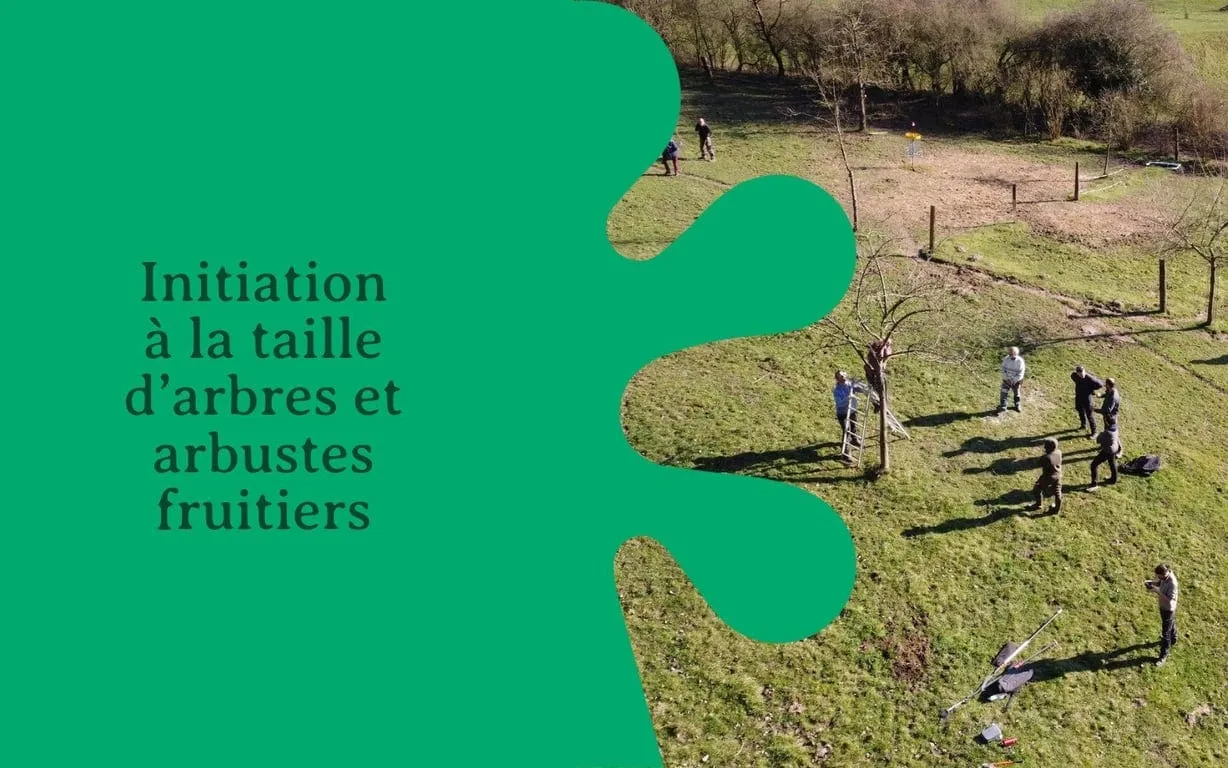 Initiation à la taille d’arbres et arbustes fruitiers