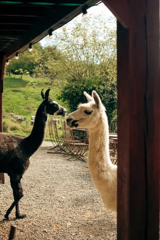 Visite de la micro-ferme