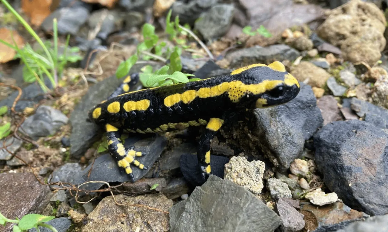 Les magnifiques salamandres