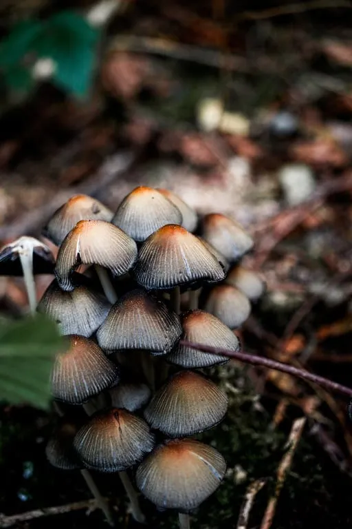 Initiation ou perfectionnement à l’identification de champignons