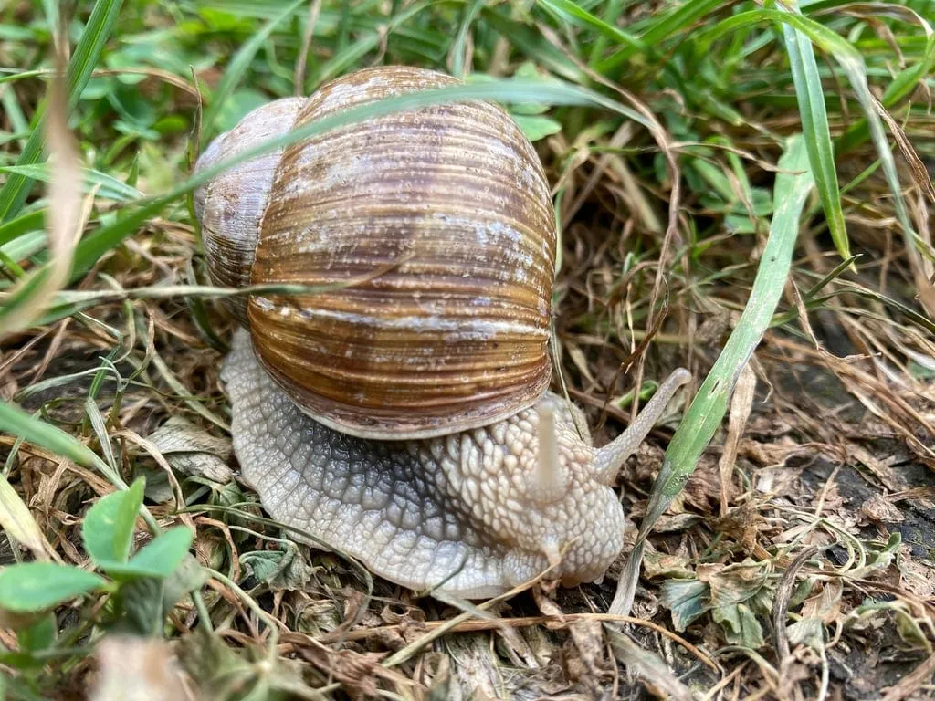 Escargot de Bourgogne