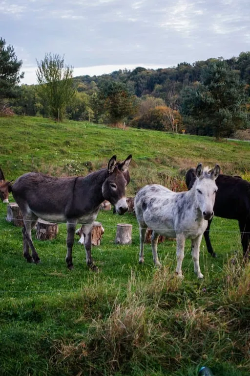 🐎 Bain d’ânes