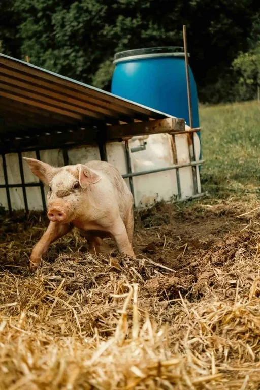 Visite de la micro-ferme pour les futurs éleveurs