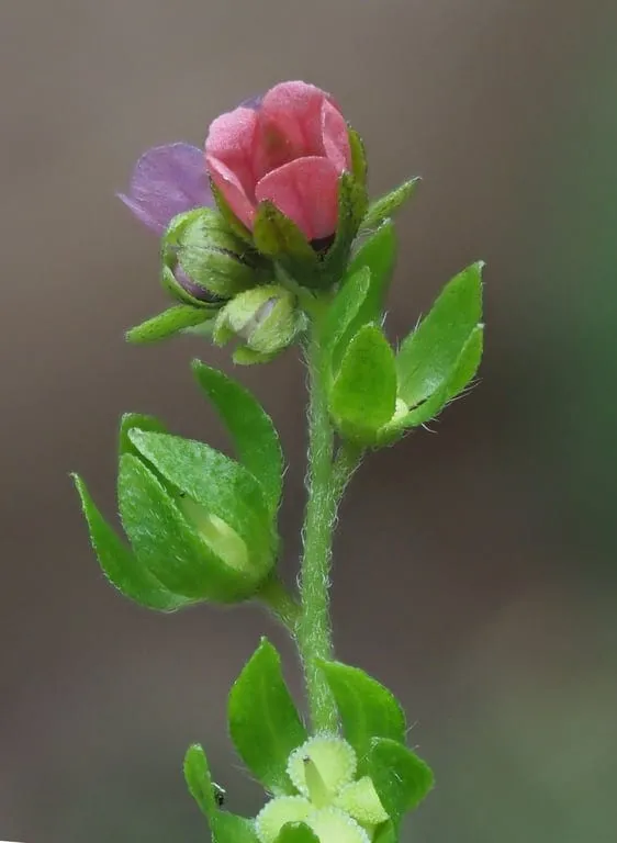P6090523 rec