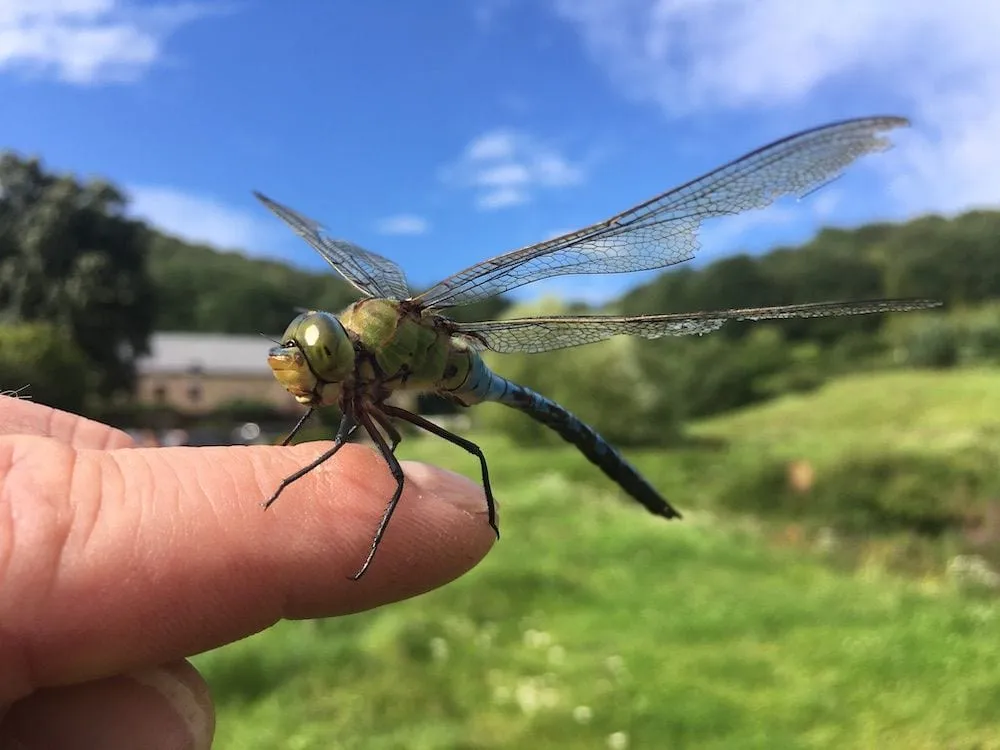 Anax empereur