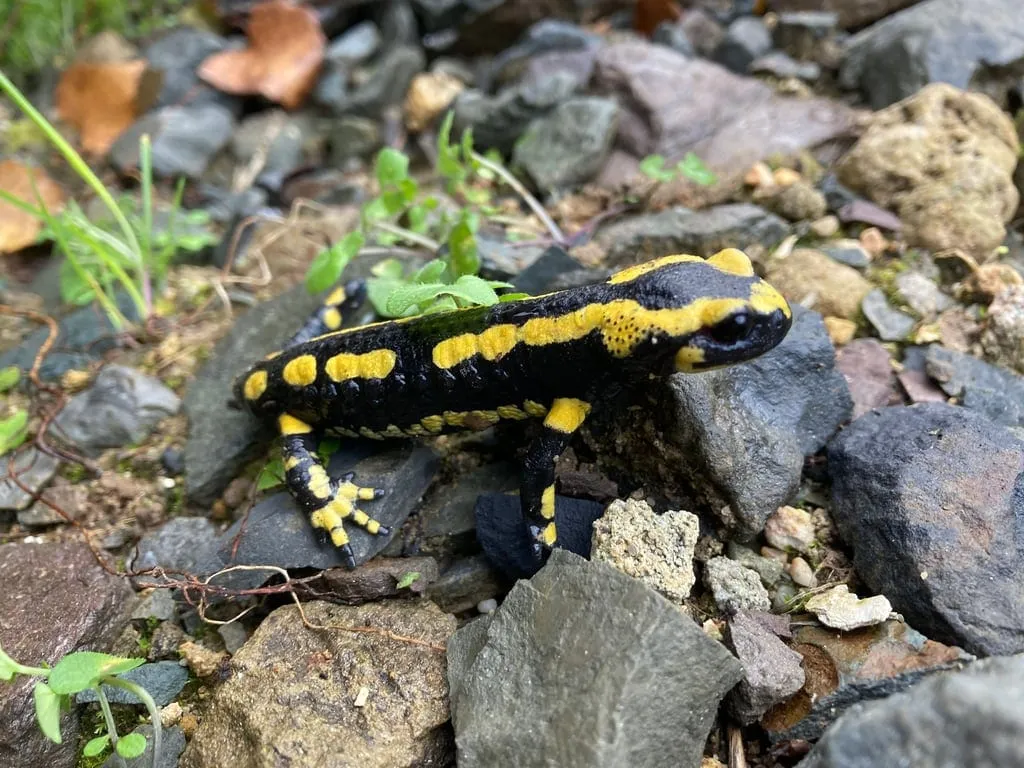 Salamandre tachetée